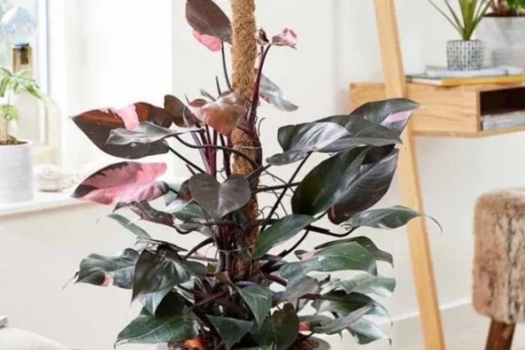 9 Expensive Houseplants to Elevate Your Home Decor