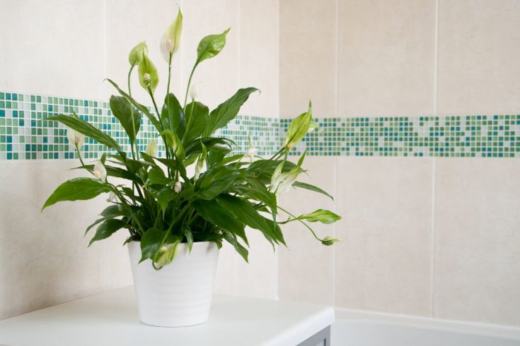 14 Best Bathroom Plants That Naturally Absorb Moisture and Humidity