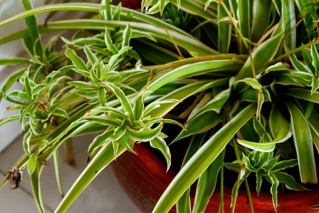 4.-Spider-Plant-Is-Great-Too