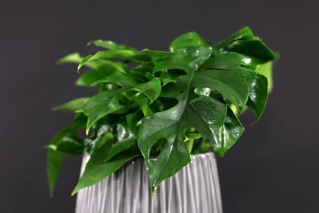 9.-Variegated-Philodendron-Minima