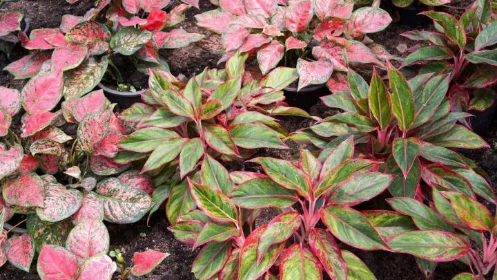 Your Guide to Growing a Healthy Aglaonema Sparkling Sarah