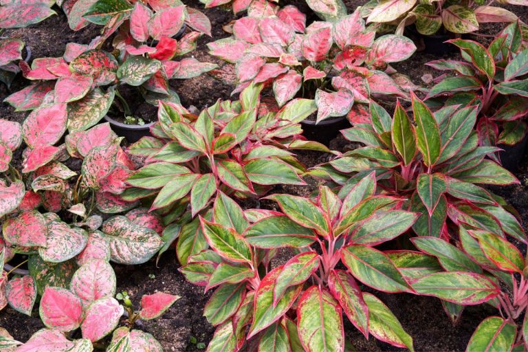 Your Guide to Growing a Healthy Aglaonema Sparkling Sarah