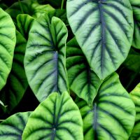 Alocasia-Types_-17-Amazing-Alocasia-Plants-For-Your-Home