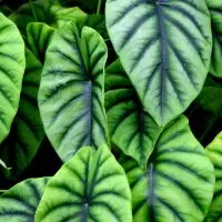 Alocasia-Types_-17-Amazing-Alocasia-Plants-For-Your-Home