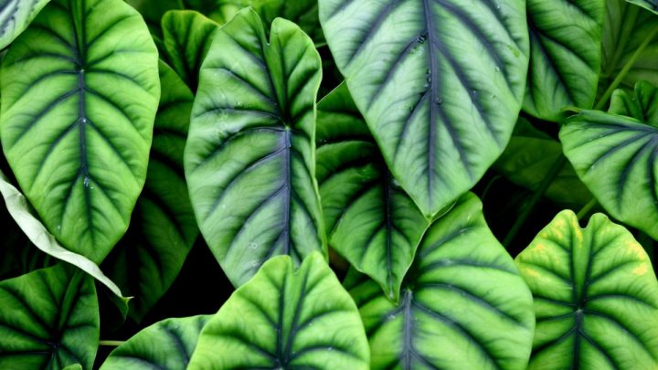 Alocasia Types: 17 Amazing Alocasia Plants For Your Home