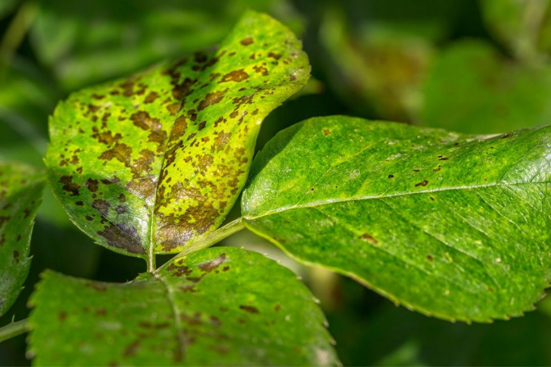 What Causes Tiny Black Spots on Leaf Undersides and How to Fix Them