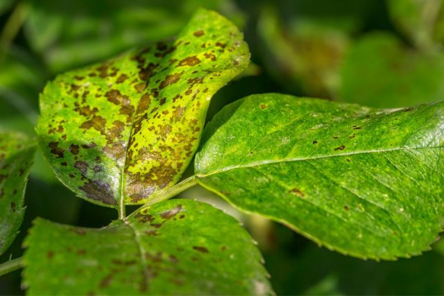 What Causes Tiny Black Spots on Leaf Undersides and How to Fix Them