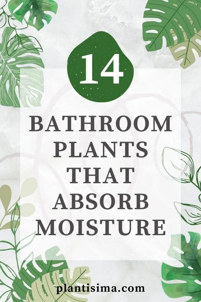 Bathroom Plants That Absorb Moisture pin