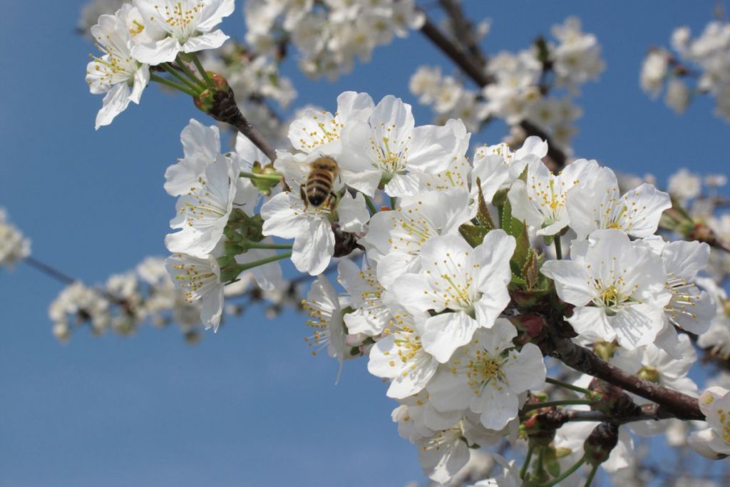 Cherry-Tree-Prunus-avium-with-bee