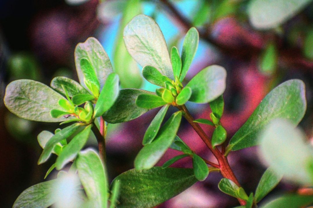 White Spots On Jade Plant Causes And Right Solutions Plantisima