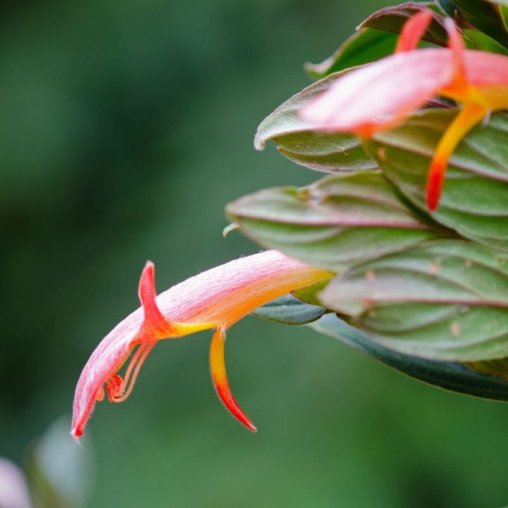 dancing dolphin plant Archives - Plantisima