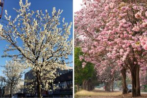 Discover North Carolina’s Top 3 Flowering Trees for Stunning Yards