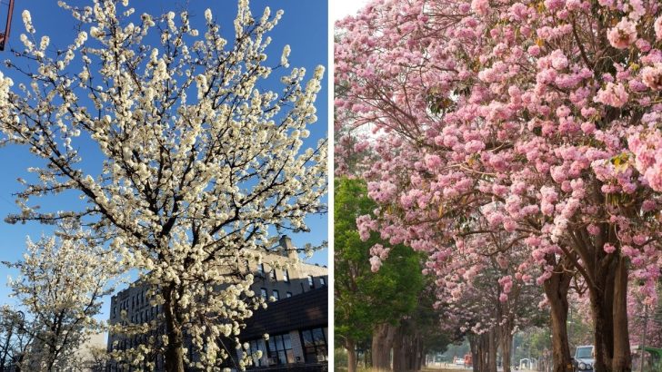 Discover North Carolina’s Top 3 Flowering Trees for Stunning Yards