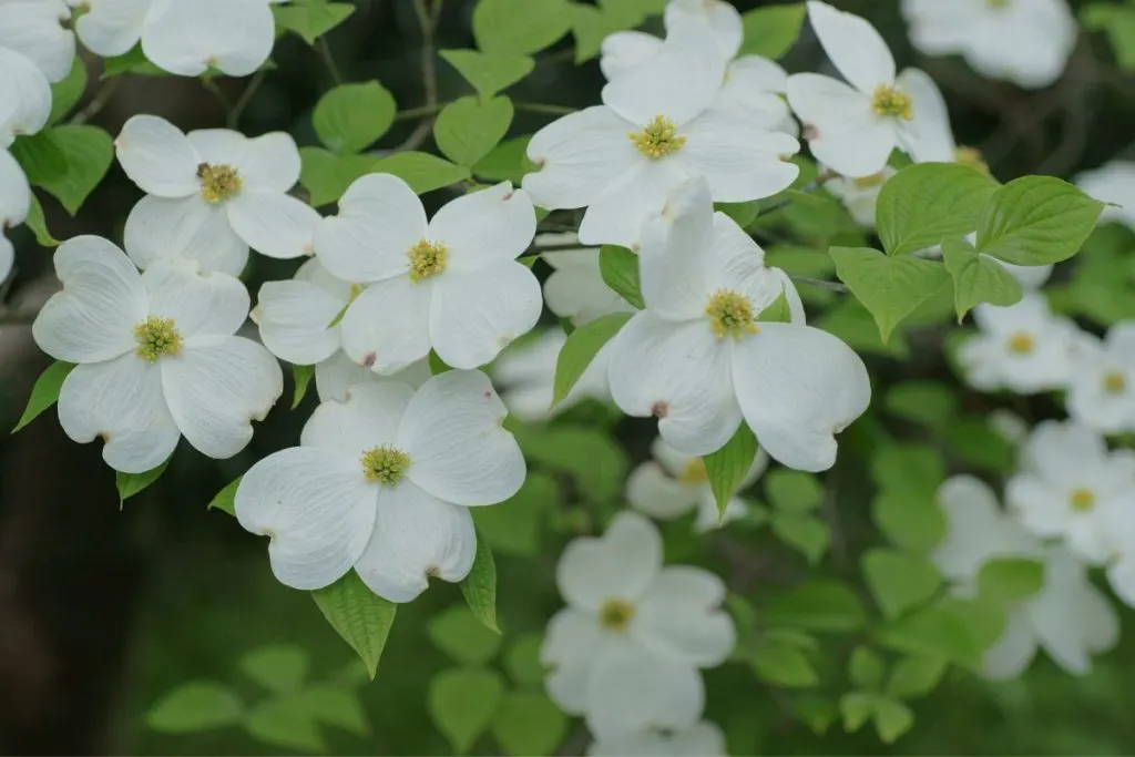 Dogwood-flowers-Cornus-Florida-White-flowering-tree-north-carolin