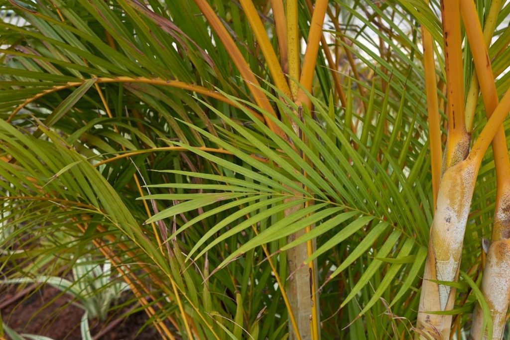 Dont-Forget-Areca-Palm-Dypsis-lutescens