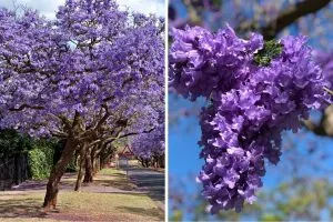 Dwarf Jacaranda Tree