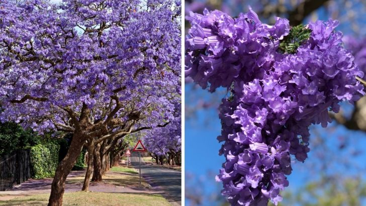 Growing and Caring for Jacaranda Bonsai Blue at Home