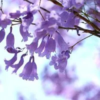 Dwarf-Jacaranda-Tree_-Care-Guide-For-Jacaranda-Bonsai-Blue