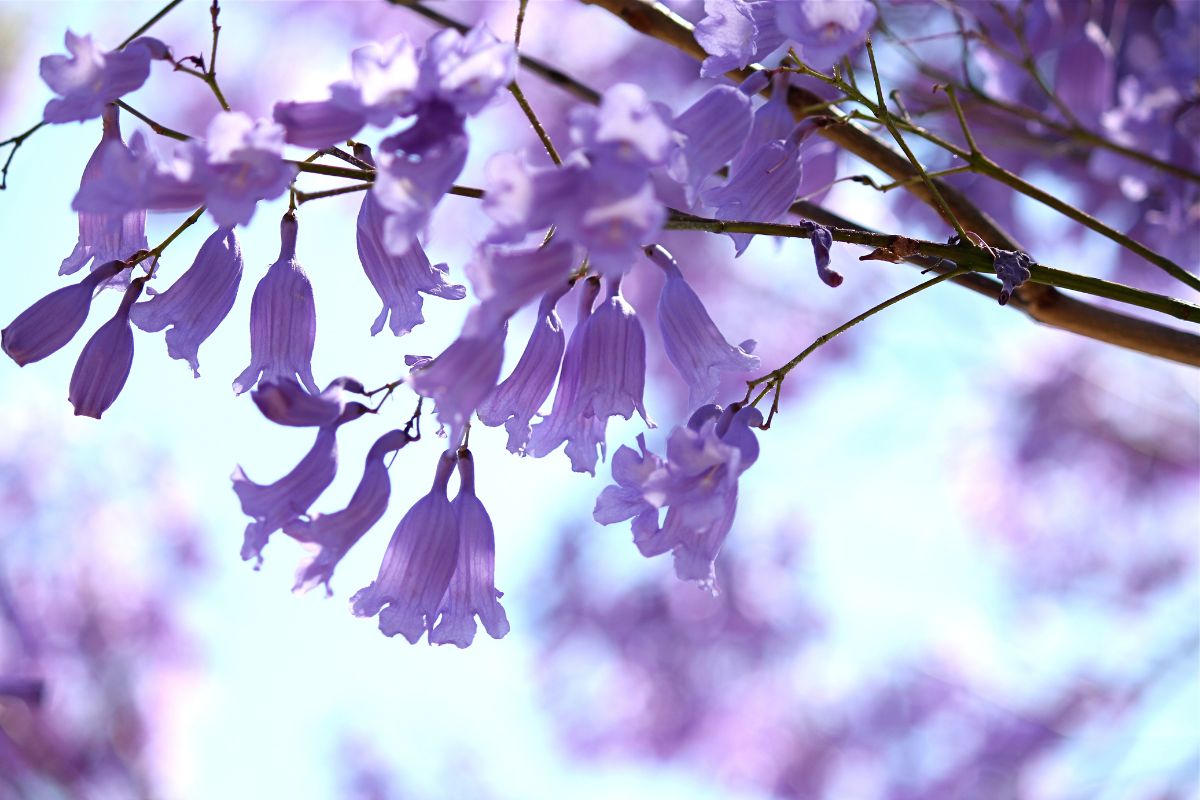 Dwarf Jacaranda Tree: Care Guide For Jacaranda Bonsai Blue - Plantisima