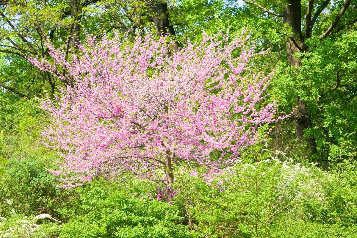 Eastern-Red-Bud-Cercis-canadensis