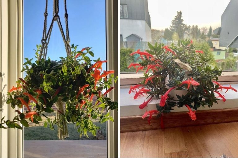 Everything You Need to Successfully Grow the Dancing Dolphin Plant