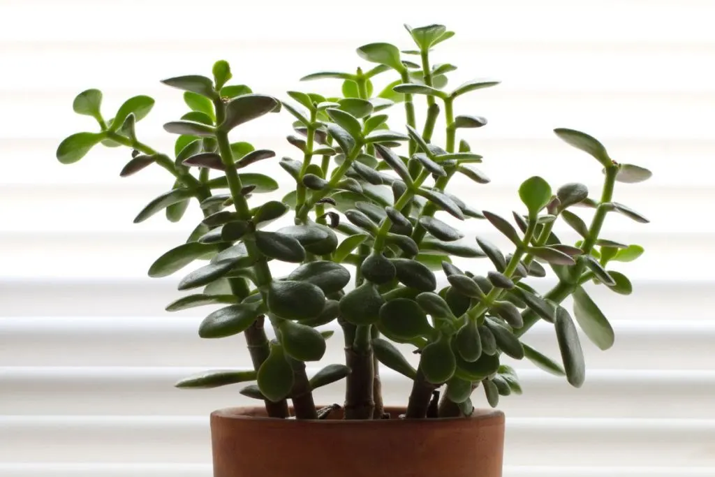 Excess-Salt-On-Jade-Plant