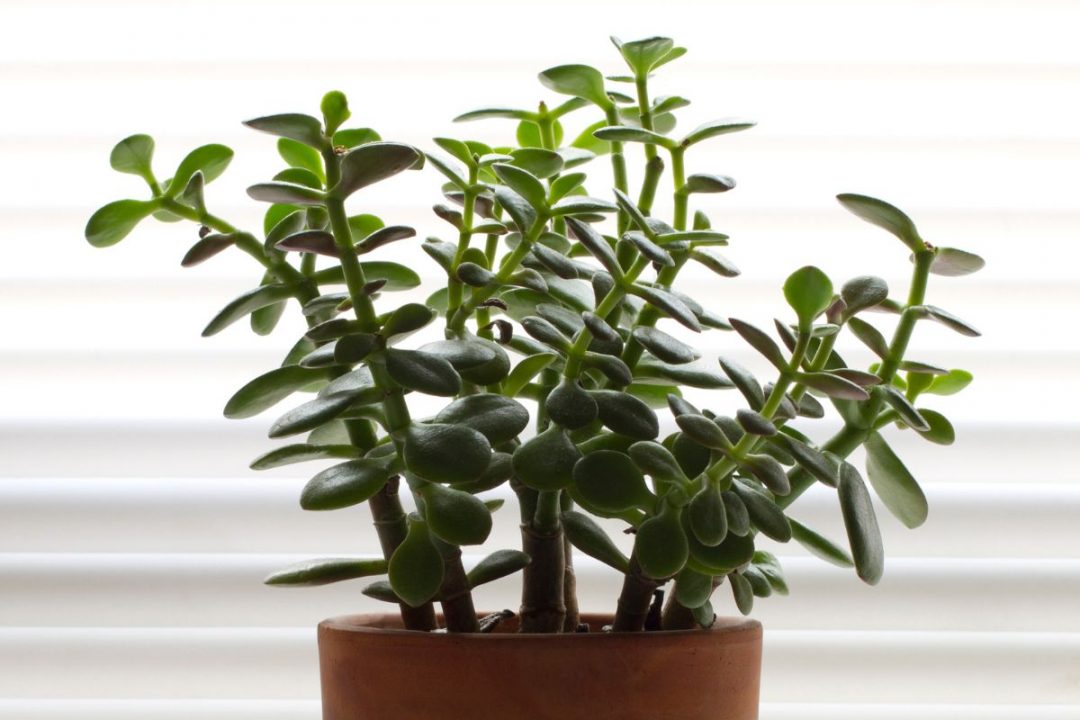 White Spots On Jade Plant: Causes And Right Solutions - Plantisima