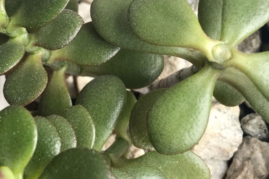 White Spots On Jade Plant Causes And Right Solutions Plantisima