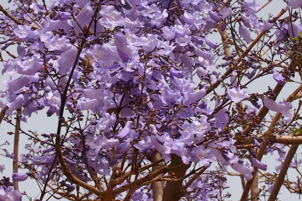 Dwarf Jacaranda Tree Care Guide For Jacaranda Bonsai Blue Plantisima