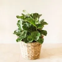 Fiddle-Leaf-Fig-Leaves-Drooping_-What-Is-Happening