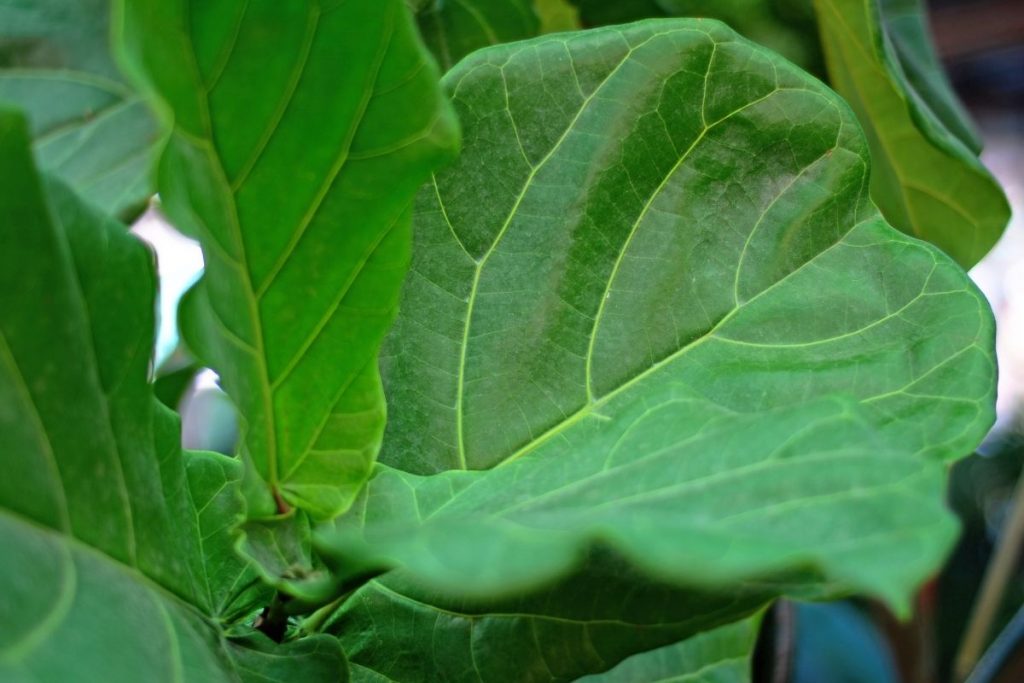 Fiddle-Leaf-Fig-Tree-Droopy-Leaves-Solutions