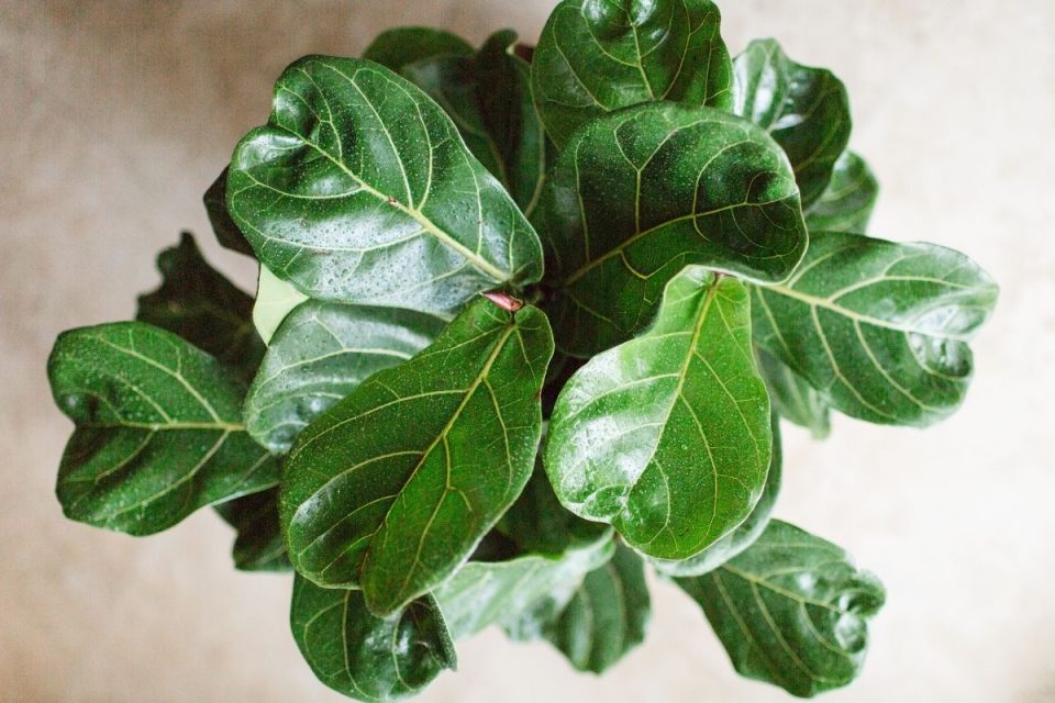 Fiddle Leaf Fig Leaves Drooping What Is Happening? Plantisima