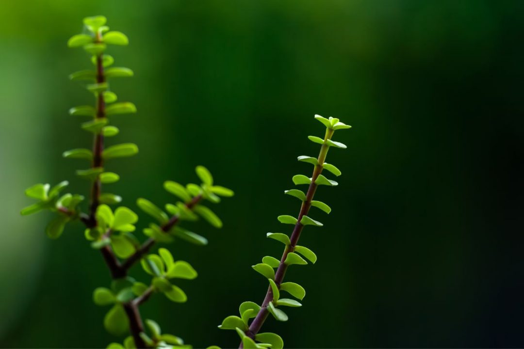 White Spots On Jade Plant Causes And Right Solutions Plantisima