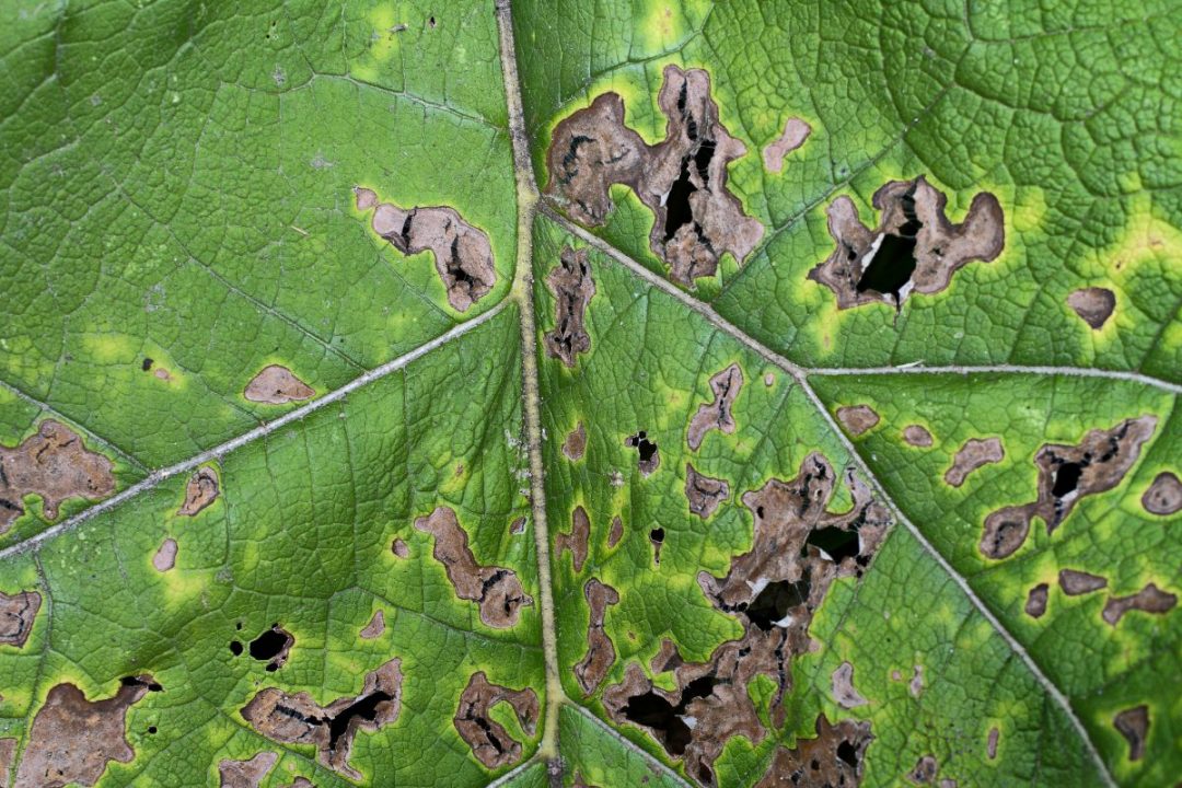 tiny-black-spots-on-underside-of-leaves-cause-fix-plantisima