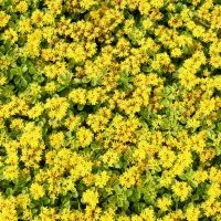 Ground-Cover-With-Yellow-Flowers_-9-Yellow-Flower-Beauties