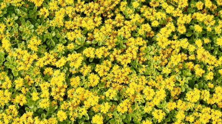 Ground Cover With Yellow Flowers: 8 Yellow Flower Beauties