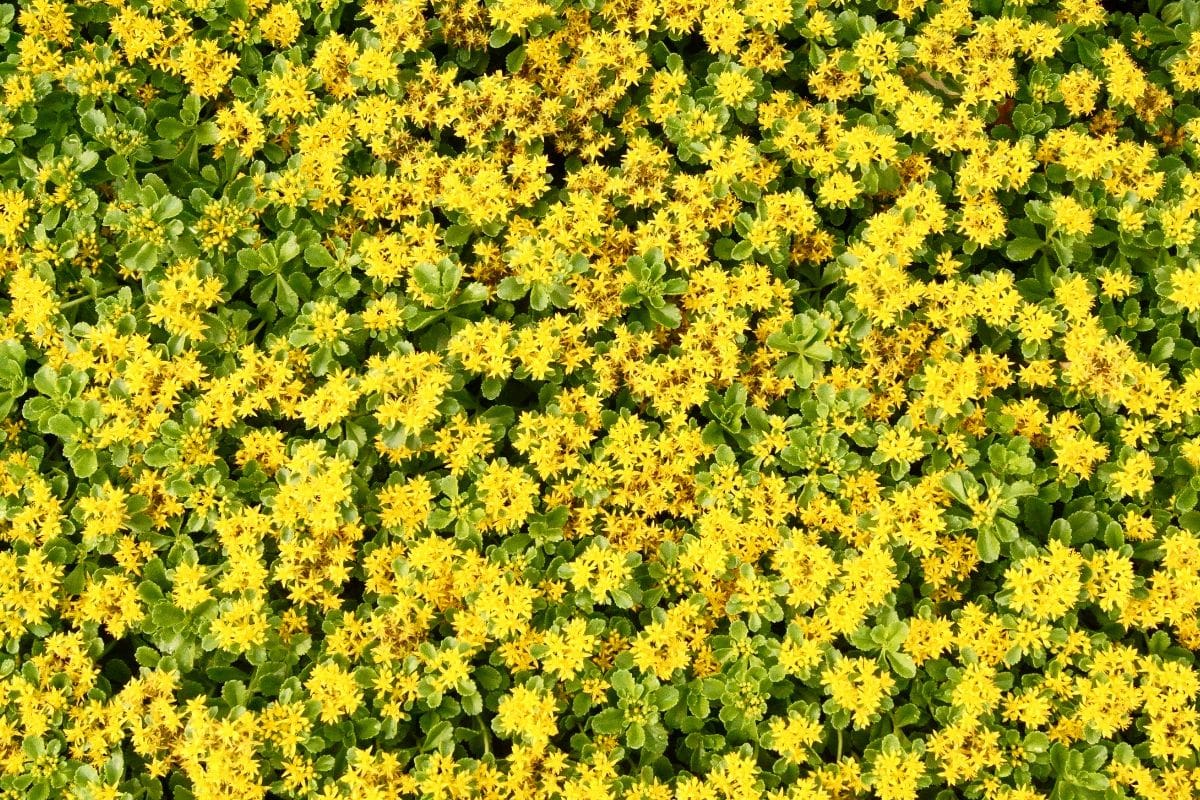 Ground Cover With Yellow Flowers: 8 Yellow Flower Beauties - Plantisima