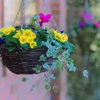 Hanging-Basket-Plants-For-Shade_-5-Hanging-Baskets-Plants