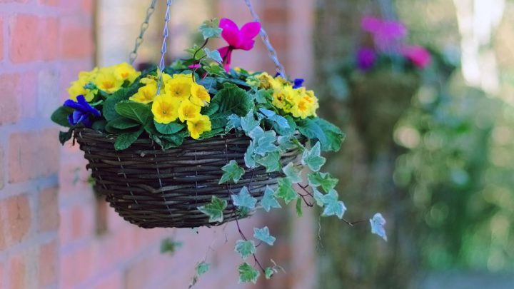 Hanging Basket Plants For Shade: 5 Hanging Baskets Plants