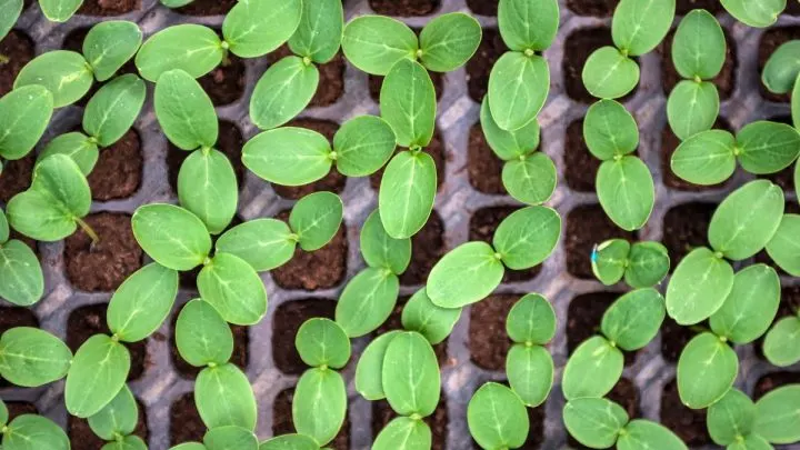 How Many Plants Fit in a Flat? Top Flowers for Planting in Flats