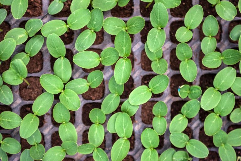 How-Many-Plants-In-Flat_-Best-Flowers-For-The-Flat-Flowers