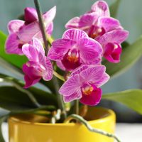 How-To-Clean-Orchid-Leaves-Guide