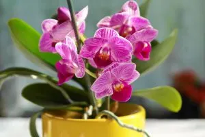 How-To-Clean-Orchid-Leaves-Guide