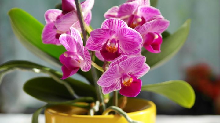 10 Ways to Keep Your Orchid Leaves Clean and Healthy