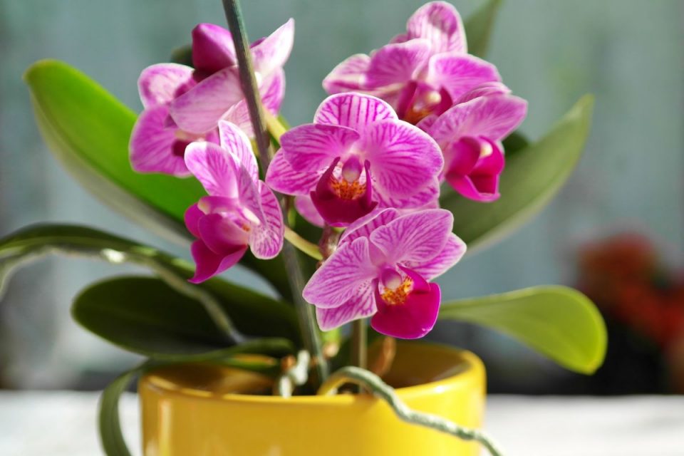 How To Clean Orchid Leaves Tips And Tricks