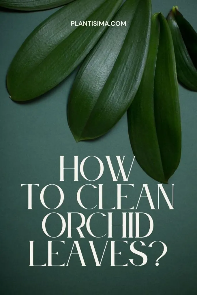 How To Clean Orchid Leaves pin