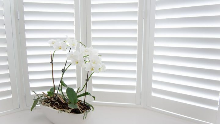 How To Clean Orchid Leaves: Tips And Tricks
