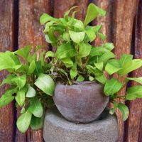 How-To-Make-Pothos-Grow-Faster_-The-Best-Tips-And-Tricks