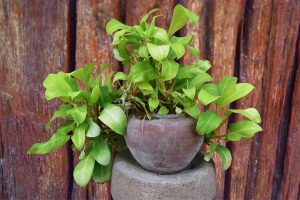 How-To-Make-Pothos-Grow-Faster_-The-Best-Tips-And-Tricks