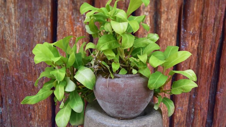 How To Make Pothos Grow Faster: The Best Tips And Tricks